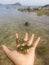 beautiful seaweed in my hand
