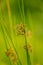 A beautiful sedge grass growing in a wet meadow near river.