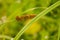 A beautiful sedge grass growing in a wet meadow near river.