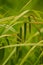 A beautiful sedge grass growing in a wet meadow near river.