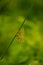 A beautiful sedge grass growing in a wet meadow near river.