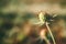 Beautiful seed head of Scabiosa columbaria against blurred background