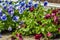 A beautiful seedlings of blue and burgundy violet flowers