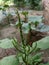 Beautiful seeds of green grass plant