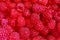 A beautiful selection of freshly picked ripe red raspberries.