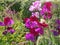 Beautiful selection of pink coloured sweet peas in garden setting