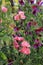 Beautiful selection of pink coloured sweet peas in garden setting