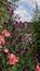 Beautiful selection of pink and purple coloured sweet peas in garden setting