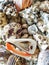 Beautiful selection of unusual seaside shells