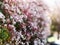 Beautiful selective focus shot of a blooming pink Indian hawthorn flower bush