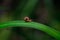 Beautiful selective focus shot of a tiny brown snail on a grass blade