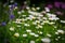 Beautiful selective shot of a white field daises in a garden under the sunlight