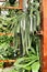 Beautiful Selenicereus Validus cactus