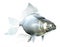 Beautiful semitransparent Glass fish isolated