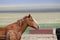 Beautiful serene horse in the desert