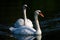 Beautiful, serene landscape with two Mute swans peacefully swimming in a lagoon