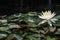 Beautiful serene Lotus flower on a calm lake water.