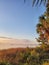 Beautiful serine tall grass nature coast sunset