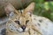 Beautiful Serval