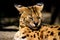 beautiful serval cat