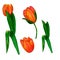 A beautiful set of flowers and elements of cute tulips. Floral elements for your greeting cards, design, erc.