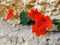 Beautiful set of vividly red colored nasturtium flowers on a rock