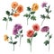 Beautiful set with watercolor gentle blooming chrysanthemum flowers. Stock illustration.
