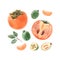 Beautiful set with watercolor hand drawn persimmon and feijoa fruit. Stock illustration.