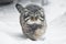 Beautiful but severe fluffy and angry wild cat manul is walking in the snow right at you full face, a white snow background