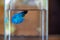 Beautiful shade of blue betta fighting fish swimming alone in clear fresh water glass bottle with blurred background