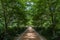 Beautiful shaded alley at a botanical garden in Durham, North Carolina