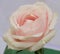 beautiful shaded decorative pink rose