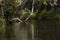 Beautiful shady creek in tropical Queensland