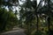 Beautiful shady road amongst palm trees