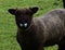 Beautiful Shaggy Brown Ryeland Sheep on a Farm