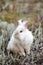 Beautiful shaggy rabbit on meadow. White baby rabbit