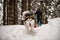 beautiful shaggy sled dog walk at snowy trail and looking at camera.