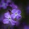 Beautiful shallow depth of field close up image of Honesty flower Lunaria Annua