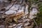 A beautiful shallow depth of field closeup of a toad in a natural habitat