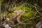 A beautiful shallow depth of field closeup of a toad in a natural habitat