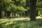 Beautiful shallow depth of field landscape of lush green woodland in Summer