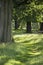 Beautiful shallow depth of field landscape of lush green woodland in Summer