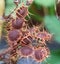 Beautiful Shameplant Ripe Thorny Seeds.