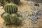 Beautiful shape of cactus in small pebble floor