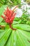 Beautiful shape of wild ginger in front of a waterfall blurred background, group of red ants on wild ginger flower. Natural spring