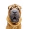 Beautiful shar pei puppy