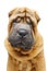 Beautiful shar pei puppy