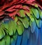 Beautiful sharp blue green and red of Green-winged Macaw feather