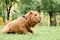 .Beautiful sharpei puppy lies on the green grass in the park on a leash