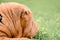 .Beautiful sharpei puppy lies on the green grass in the park on a leash